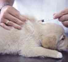 Neophodnu proceduru - vakcinacije: u kojoj dobi su vakcinisana štenad?