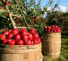 Potrebne gnojivo za jabuke jesen