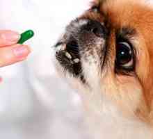 Esencijalne vitamine za pse