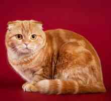 Neobično šarmantan i uravnotežen mačka Škotski rase