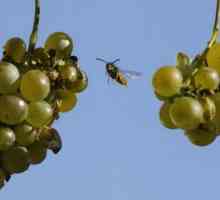 Nekoliko savjeta o tome kako zaštititi grožđe od ose