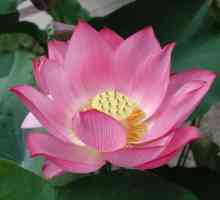 Nevjerojatno dolini lotus Taman