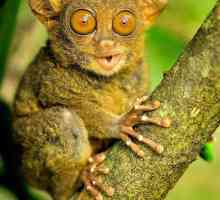 Incredible životinje planeta: Tarsier majmun koji okreće glavu za 180 stepeni