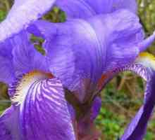 Delicate Irises: transplantaciju jesen i njegu
