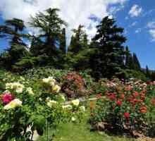 Nikitsky Botanički vrt na Krimu. Nikitsky botanički vrt fotografija