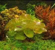 Nimfe: sadnju i njegu u akvariju