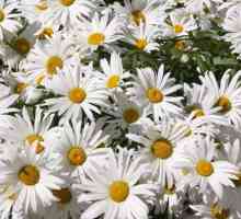 Daisy: sadnju i održavanje na otvorenom polju, fotografija