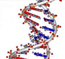 Nukleotida - šta je ovo? Sastav, struktura, broj i slijed nukleotida u DNA lancu
