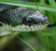 Da biste saznali kako napraviti razliku između zmija u poskoka, potrebno je znati sve ljubitelje…