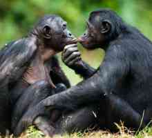 Bonobo majmuni - najpametniji majmun na svijetu