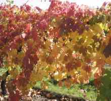 Prerada grožđa u jesen željeza sulfat. Kako napraviti preradu grožđa u jesen bolesti?
