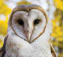 Barn Owl: opis, stanište, fotografije