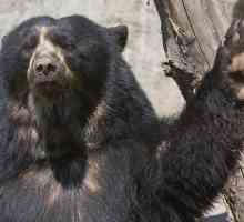 Spectacled bear - južnoameričkom rođak Siberian Bears