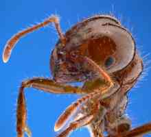 Vatrenih mrava: opis i slike