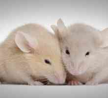 Ispostavilo se da su miševi mogu pjevati ljubavne serenade na nivou ultrazvuk
