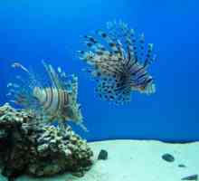 Oceanarium Adler Sochi Discovery World - podvodna avantura za odrasle i djecu
