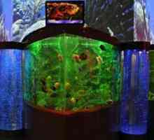 Oceanarium u Krasnodar - uspješan inkarnacija nevjerovatan ljepote podvodnog svijeta