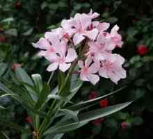 Oleander - cvijet u vašem domu