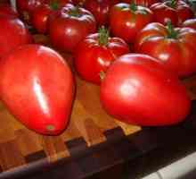 Opis i ocjene paradajz "Mazarin"