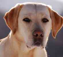 Opis Labrador Retriver: karakteristike i karakter