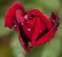 Opis ružu ili raznih vrsta cvijeća Queen