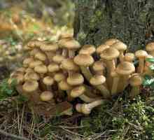 Gljive: prednosti i štete. Nutritivnu vrijednost, kalorijska gljive. zanimljiv recepti