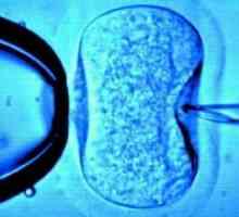 Oplodnje jajnih ćelija: karakteristike prirodnih i umjetnih procesa