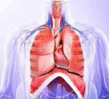 Određivanje granice pluća. Granice pluća su normalni (tabela)