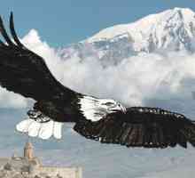 Eagle: kako nacrtati veličanstvenu pticu