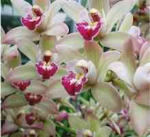 Cymbidium orhideje kod kuće
