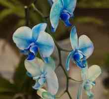 Phalaenopsis orhideje