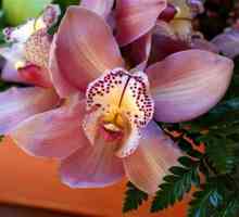 Orhideje Cumbria - prekrasan stvaranje ljudskih ruku