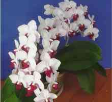 Orhideja Phalaenopsis. Njega i uzgoj