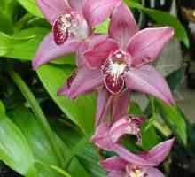 Orhideja i njegu: kupiti zdrav postrojenja i brinu o njima pravilno