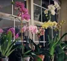 Orhideja: kako pravilno zalijevati cvijet