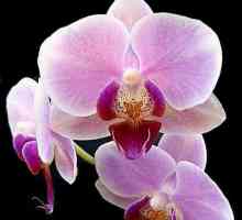 Orhideja: kako napraviti ovu biljku cvatu u kući?