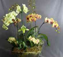 Orhideja: njegu i uzgoj egzotičnih ljepote