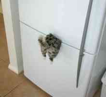 Original magnet na frižideru: "mačka zaglavila"