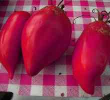 "Orlov kljun" (paradajz): komentari i uzgoj