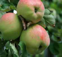 Orel prugasti jabuka: Karakteristike razred