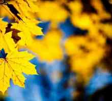 Autumn Leaves - zlato najavljuje jesen