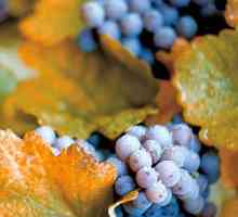 Jesen preradu grožđa i podrezivanje