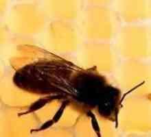 Jesen hranjenje pčela: brzo, efikasno, na vrijeme