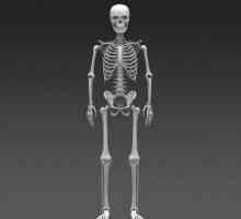 Osnova ljudskog kostura. kostur kosti