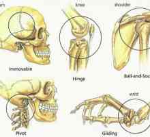 Glavne vrste kosti ljudske veze: šemu i sto