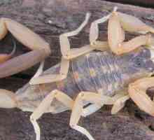 Karakteristike pauka: Koliko oči škorpion