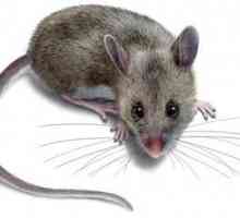 Otrov za miševe: šta raditi kada je kuća zaražene glodara?