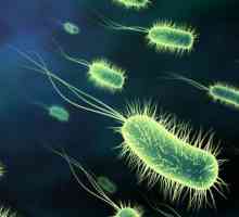 Negativnih i pozitivnih uloga bakterija