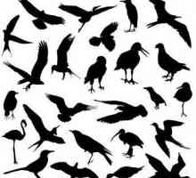 Ptice tim. Pevačica ptica grupa. Birds of Prey: fotografija