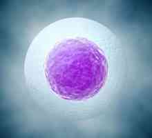 Odred jajašce tijekom rane trudnoće: uzroci, simptomi, efekti
